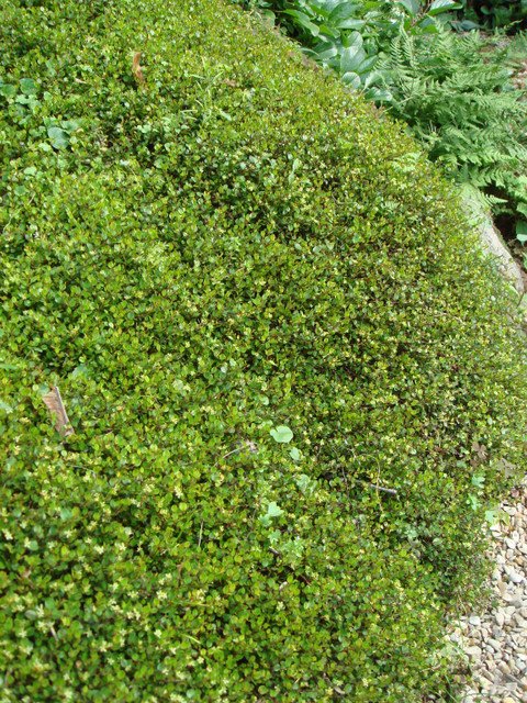 Muehlenbeckia axillaris